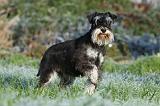 SCHNAUZER NAIN 007